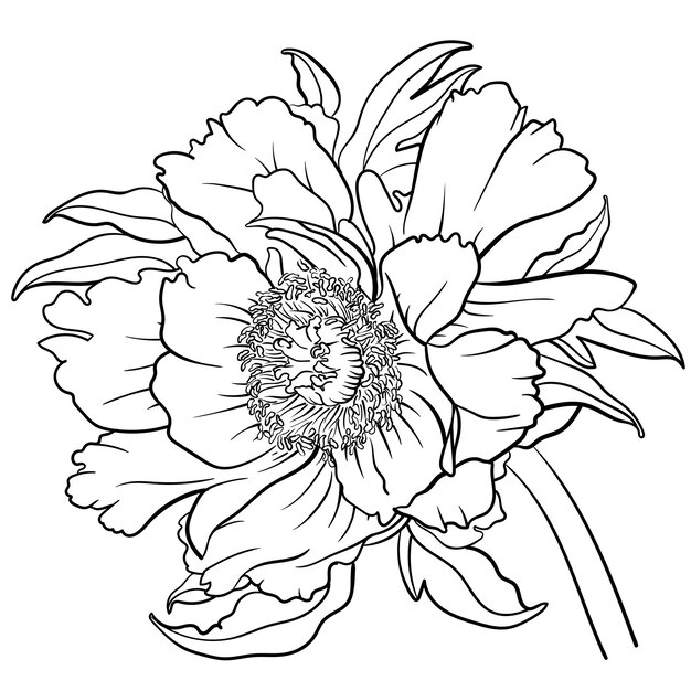 Vectorillustratie van zwart-wit contour peony bloem voor kleurplaat pagina