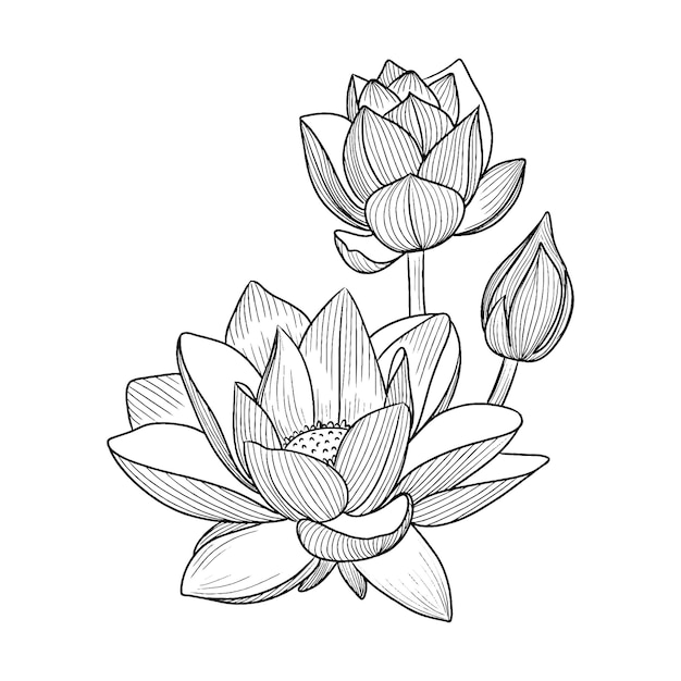 Vectorillustratie van zwarte lijn hand getekende lotusbloem geïsoleerd op een witte achtergrond