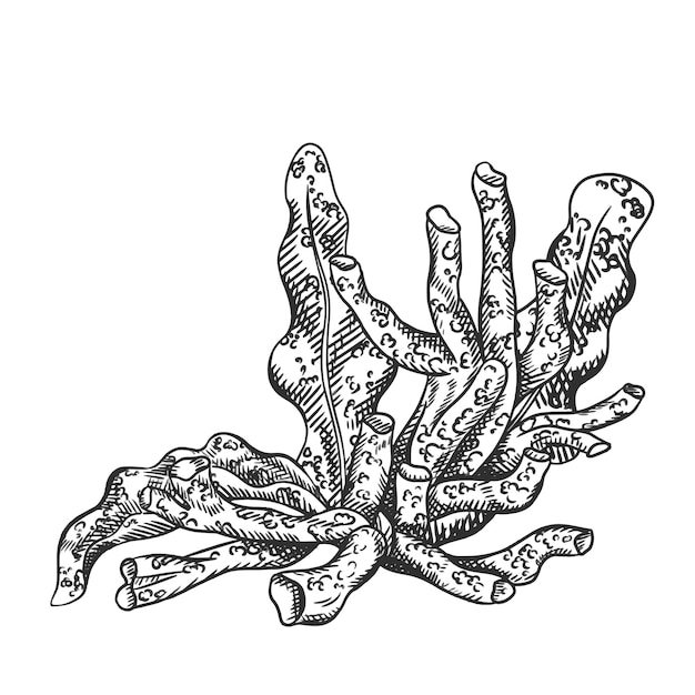 Vectorillustratiecompositie met een onderwaterwereld Koraal zeewier bladplant Tropisch onderwaterelement van de natuurlijke bodemwereld Met de hand getekende gestructureerde schets in zwarte inkt grafisch