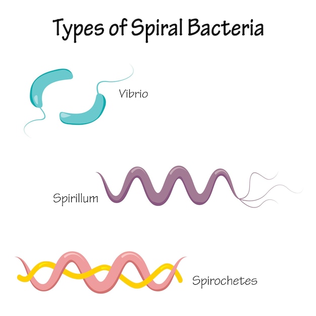 Vectorillustratiediagram van de verschillende soorten spiraalbacteriën