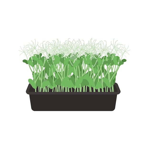 Vector vectorillustraties van microgreens