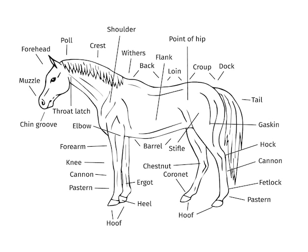 Vectorinfographic van handgetekende paardenonderdelen