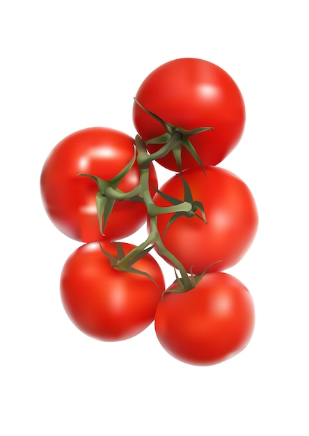 Vector vectorrealistictomatoonbranch