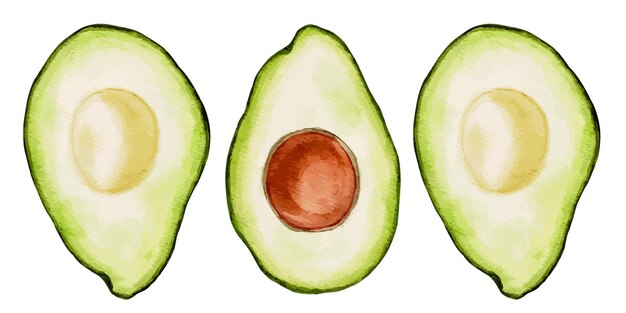 Vectorreeks halve plak van verse avocado. Verse avocado's geïsoleerd op een witte achtergrond.