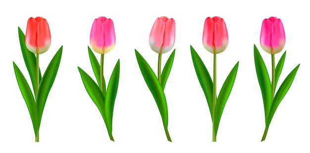 Vector vectorreeks tulpenbloemen geïsoleerde illustratie op witte background