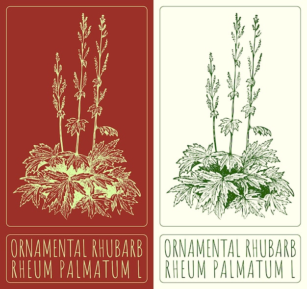 Vectortekening ORNAMENTAL RHUBARB Handgetekende illustratie De Latijnse naam is RHEUM PALMATUM L