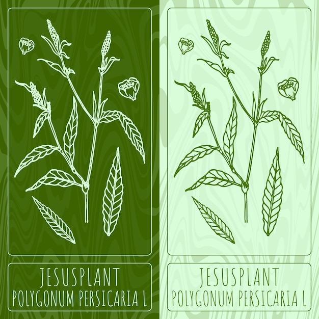 Vectortekeningen JESUSPLANT Hand getrokken illustratie Latijnse naam POLYGONUM PERSICARIA L