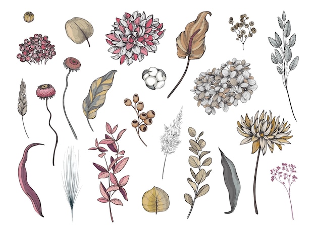 Vector vectorverzameling van gedroogde bloemen, bladeren en takken van hortensia, palmbladeren, eucalyptus en andere planten