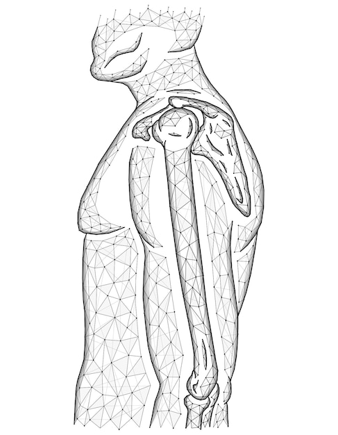 Veelhoekige vectorillustratie van schouder- en ellebooggewrichten, menselijk lichaamsmodel gemaakt van lijn en stippen, zijaanzicht.