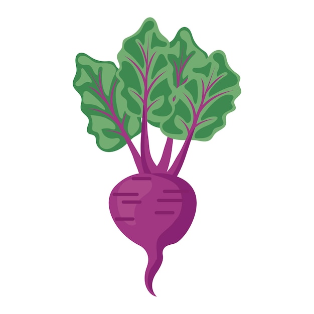 Vegetable beet