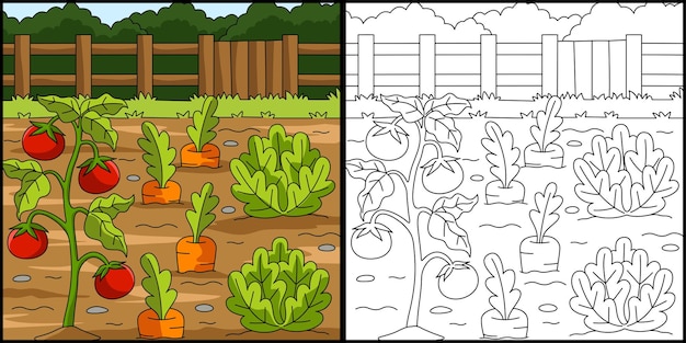 Vegetable field coloring page illustration