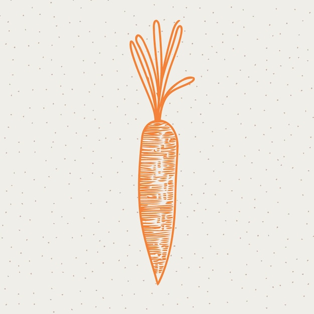 Vector vegetable food a carrot