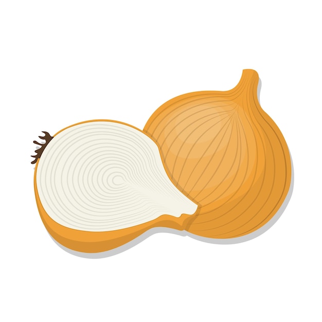 Vector vegetable fresh onion cartoon illustration