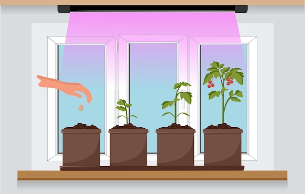 Vegetable garden on window with seedlings Growing garden plants with purple light under phytolamp