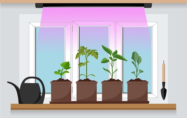 Vegetable garden on the window with seedlings Growing garden plants with purple light under