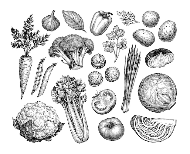 Vegetable ink sketches set