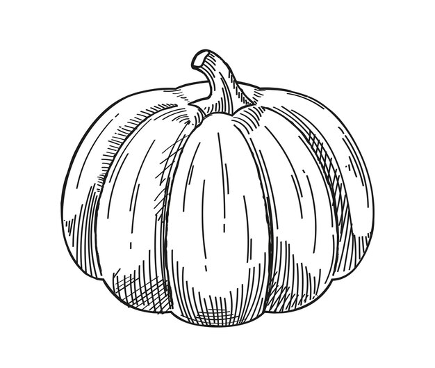 Vegetable minimalistic sketch pumpkin hand drawn natural and organic product healthy eating with