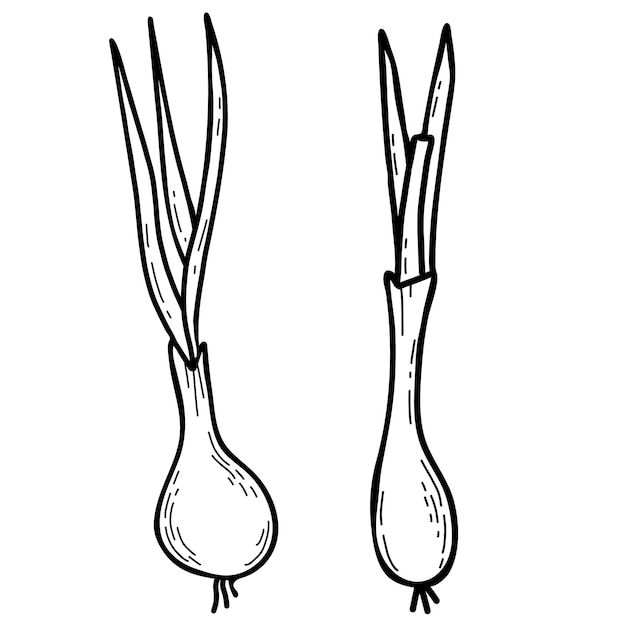 Cipolla vegetale bella pianta commestibile lampadina con piume vettore contorno doodle lineare disegnato a mano