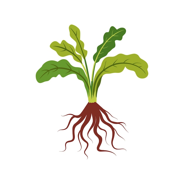 Vegetable plants with roots