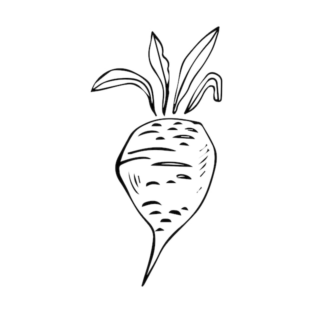 Vector vegetable root. beetroot with leaves. vector illustration. linear hand drawing, outline for design