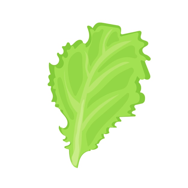 Premium Vector | Vegetable salad lettuce leaf