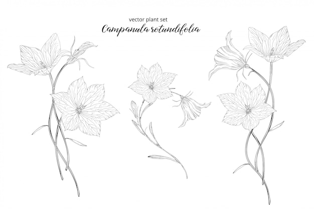 Овощной набор Campanula rotundifolia