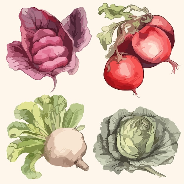 Vector vegetable sets vegetable watercolor painting package