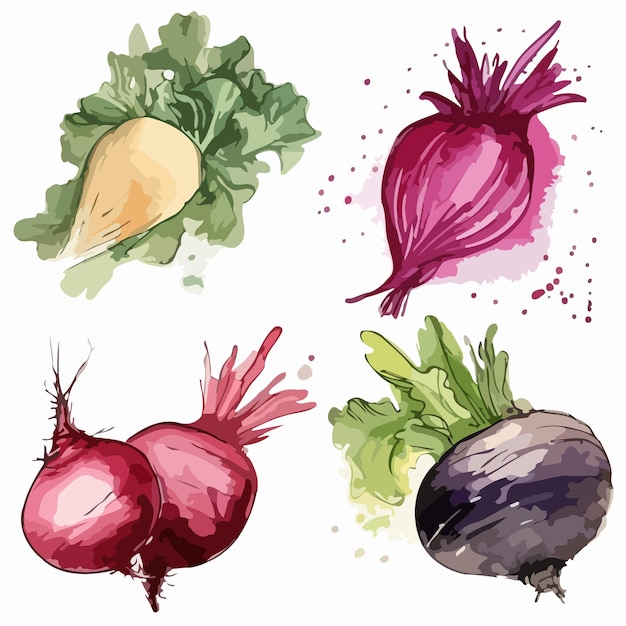 Vegetable sets Vegetable watercolor painting package