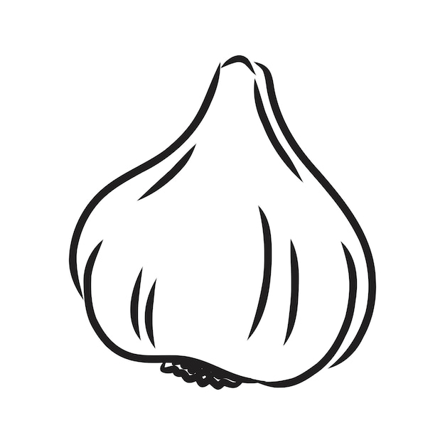 Vegetable, spice, three garlics, vector, monochrome contour on white garlic vector sketch