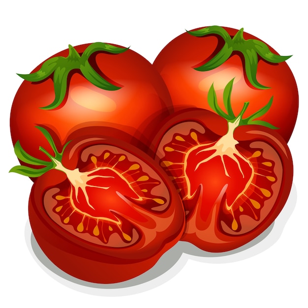 Vector vegetable tomato