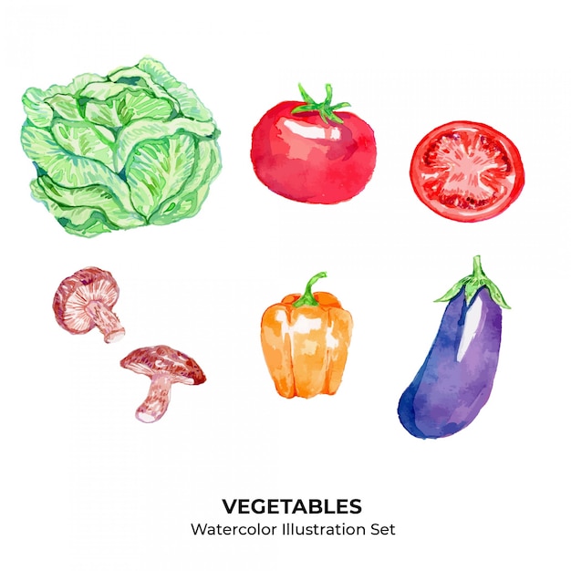 Vegetable Watercolor Illustration  Set