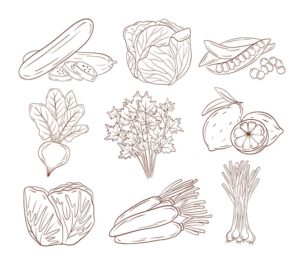 Vector vegetables 2