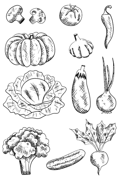 Vector vegetables black ink grapgic vector collection hand drawn illustration for design