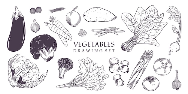 Vegetables drawing set hand drawn vintage style