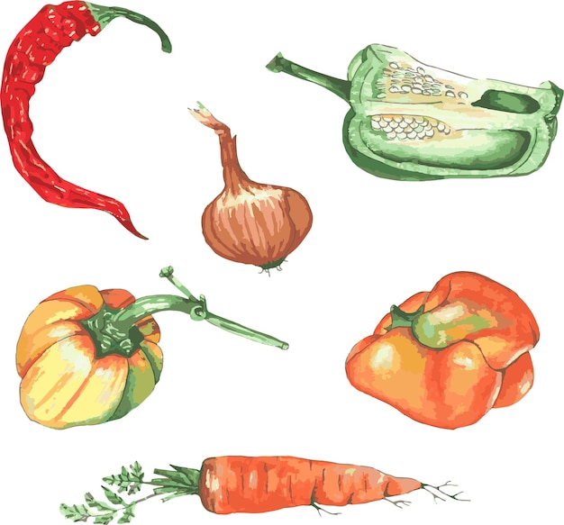 Овощи из сада акварельная иллюстрация ботаническая иллюстрация