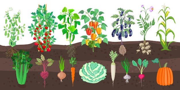 Vector vegetables in the garden. peas, tomatoes, peppers, cucumbers, corn cobs, pumpkins, radishes, garlic.