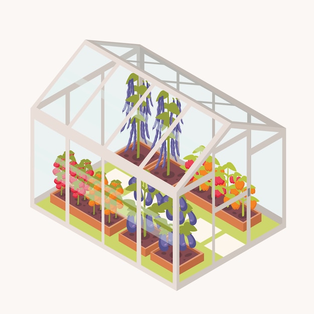 Vegetables growing in boxes with soil inside glass greenhouse.