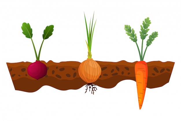 Orticoltura nel terreno. una linea di cipolla, carota. piante che mostrano la struttura della radice sotto il livello del suolo. alimenti biologici e sani. banner di orto. poster con verdure di radice