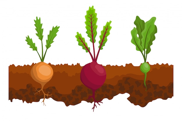 Vegetables growing in the ground. One line turnip, beet. Plants showing root structure below ground level. Organic and healthy food. Vegetable garden banner