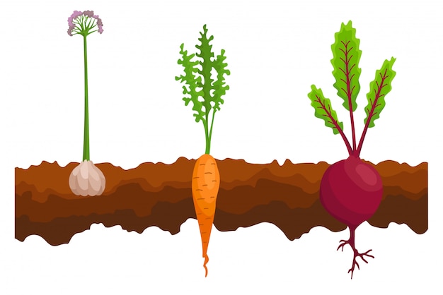 Vegetables growing in the ground.