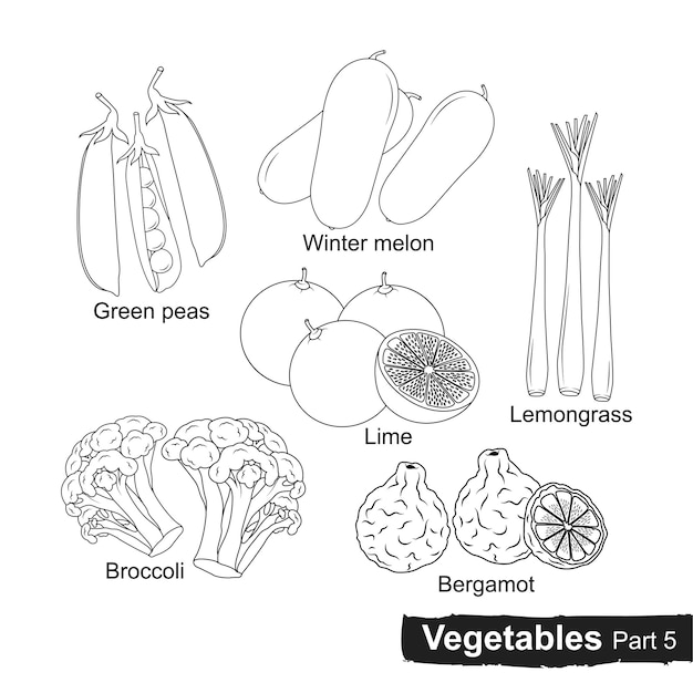 Vettore raccolta disegnata a mano di verdure parte 5