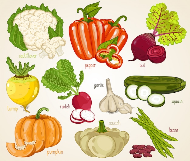 Vector vegetables  mix. organic food, farm .