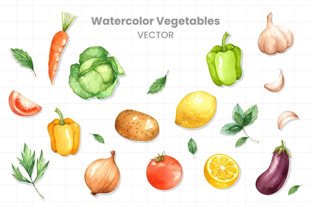 白い背景に水彩で描かれた野菜