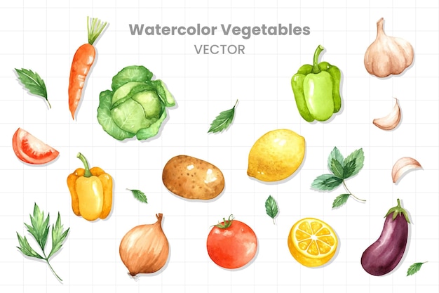 Vegetables painted in watercolor on a white background