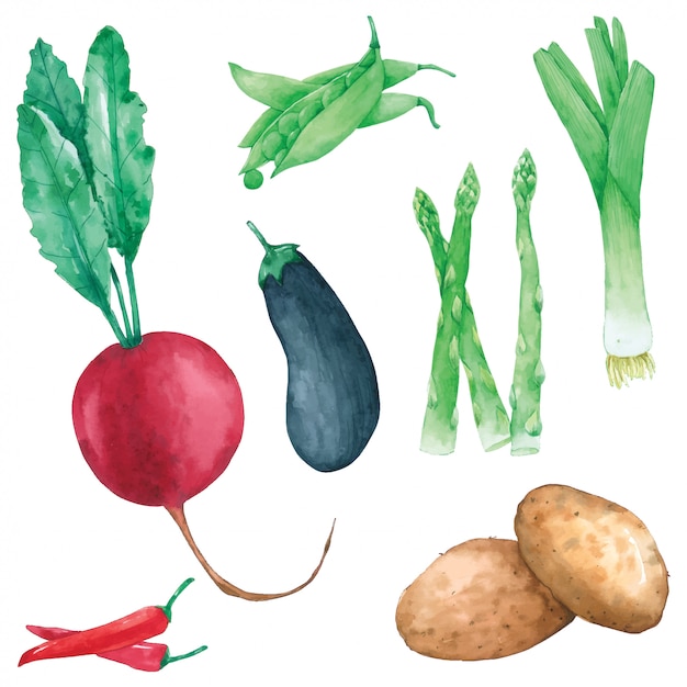 Vegetables set hand paint in watercolor