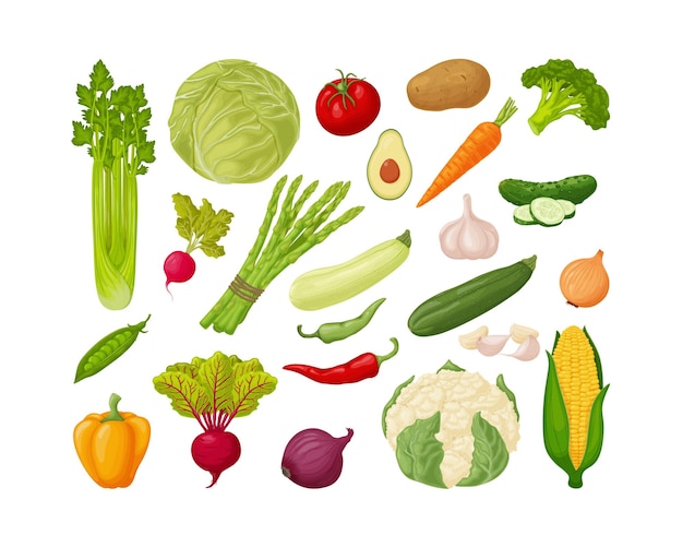 Vegetables set a large collection of vegetables such as celery cabbage tomatoes potatoescarrotscucum