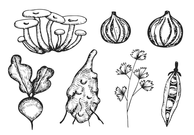 Vegetables set sketch silhouettes vector