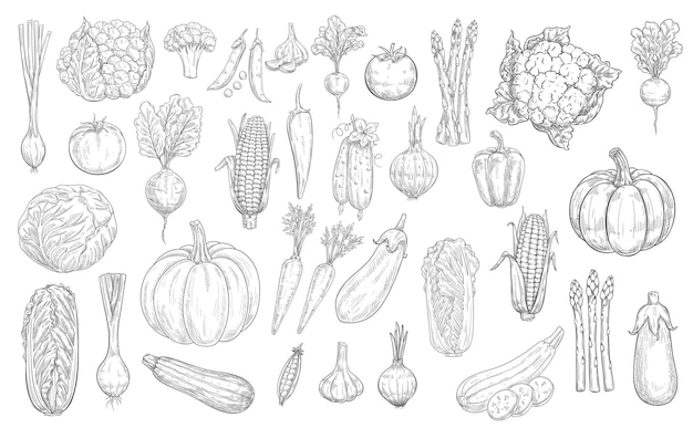 Vegetables sketch icons, farm food harvest veggies, hand drawn