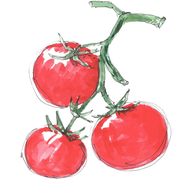 Orto di verdure pomodoro illustrazione botanica