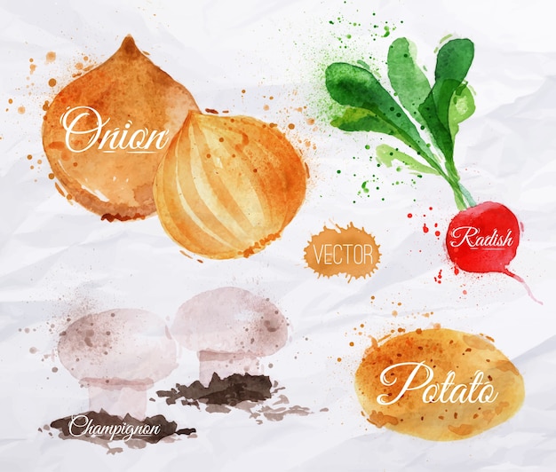 Vegetables watercolor radishes